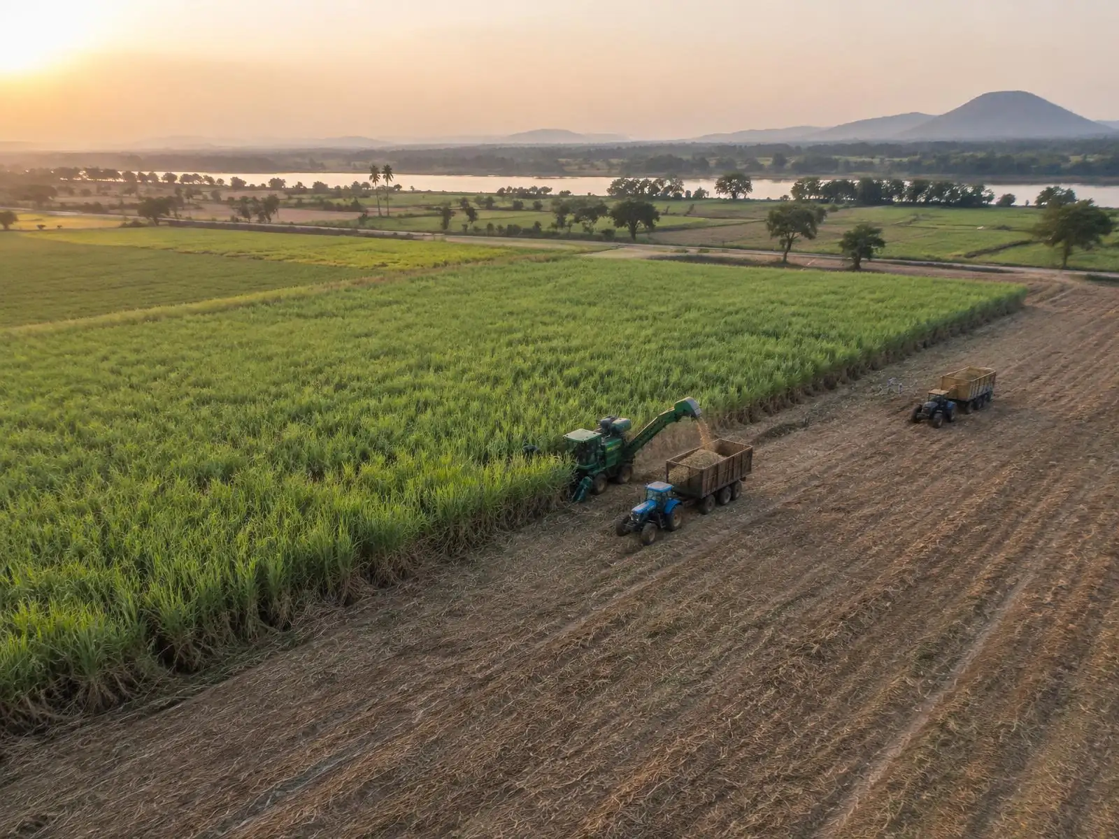Large agricultural operation during harvest in India